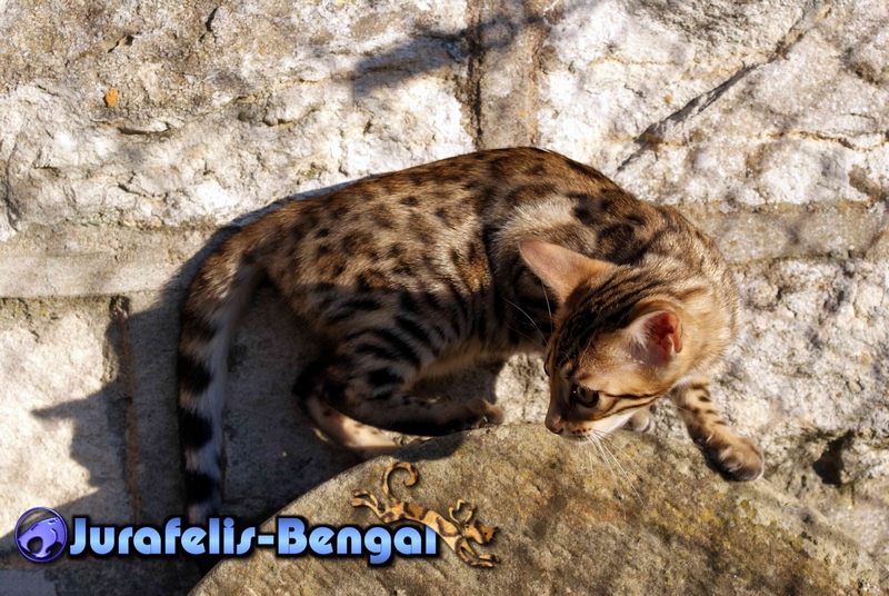 KANPUR NITIKA JURAFELIS BENGAL QUEEN