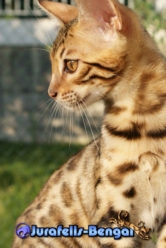 KANPUR NITIKA JURAFELIS BENGAL QUEEN