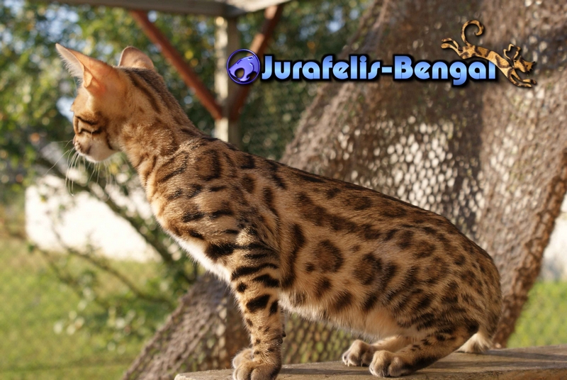 KANPUR NITIKA JURAFELIS BENGAL QUEEN