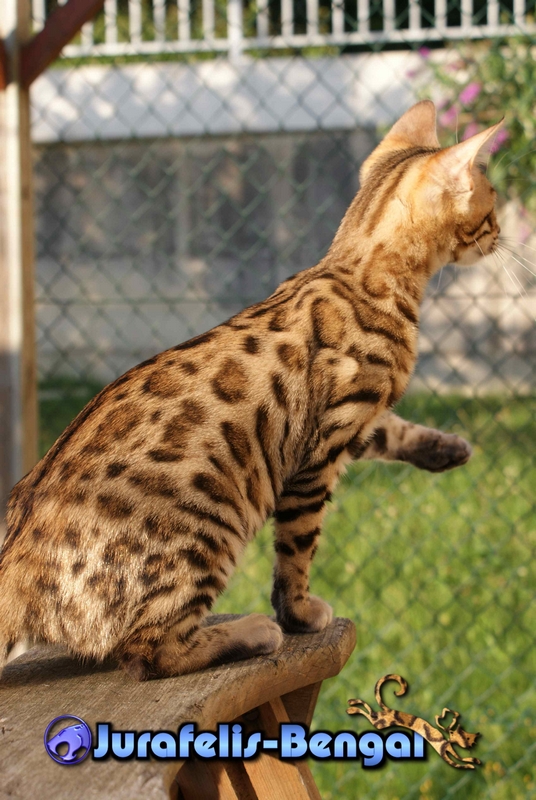 KANPUR NITIKA JURAFELIS BENGAL QUEEN