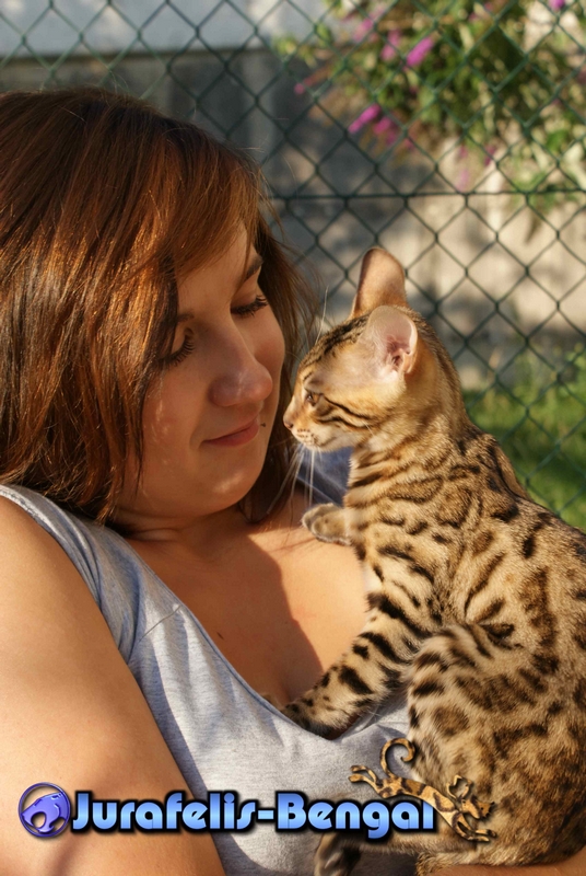 KANPUR NITIKA JURAFELIS BENGAL QUEEN